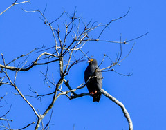 Helicolestes hamatus