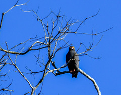 Helicolestes hamatus