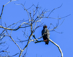 Helicolestes hamatus