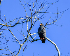 Helicolestes hamatus