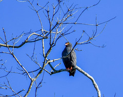 Helicolestes hamatus