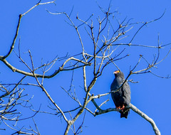 Helicolestes hamatus