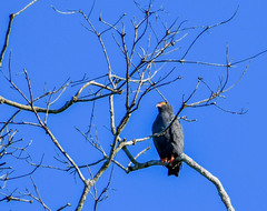 Helicolestes hamatus