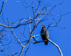Helicolestes hamatus