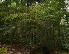Ptisana soluta