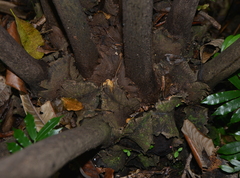 Ptisana soluta