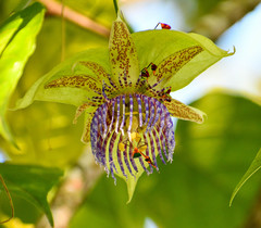 Anisoscelis foliaceus