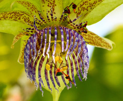 Anisoscelis foliaceus