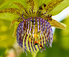 Anisoscelis foliaceus