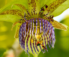 Anisoscelis foliaceus