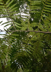 Ptisana soluta