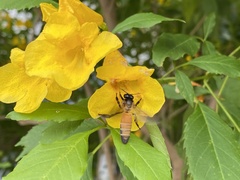 Apis dorsata
