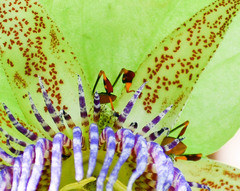 Anisoscelis foliaceus