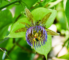 Anisoscelis foliaceus