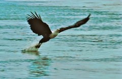 Hydrocynus vittatus