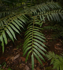 Ptisana soluta