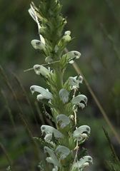 Pedicularis achilleifolia