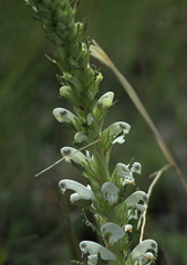Pedicularis achilleifolia