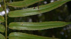 Ptisana soluta
