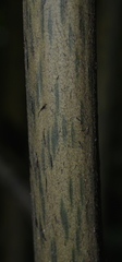 Ptisana soluta