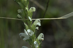 Pedicularis achilleifolia