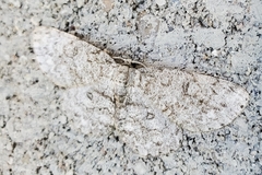 Hypomecis umbrosaria