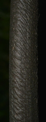 Ptisana attenuata