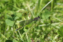 Argia tibialis