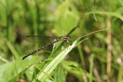 Argia tibialis
