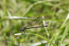 Argia tibialis