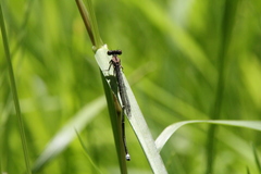 Argia tibialis