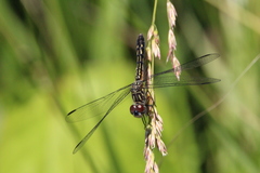 Pachydiplax longipennis