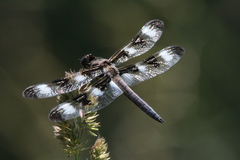 Libellula pulchella