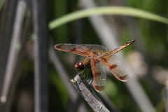 Libellula semifasciata