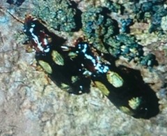 Dromius quadrimaculatus