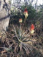 Aloe mutabilis