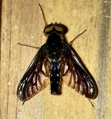 Chrysopilus connexus