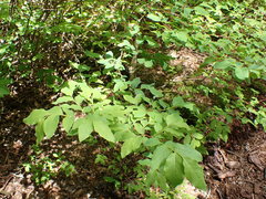 Vaccinium alaskaense