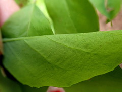 Vaccinium alaskaense