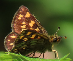 Carterocephalus skada skada