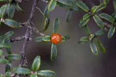 Coprosma pseudocuneata