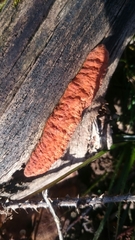 Pycnoporellus alboluteus