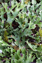Pseudocyphellaria homoeophylla