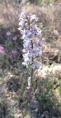 Delphinium gypsophilum