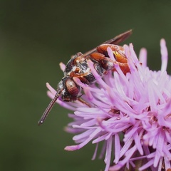 Pasites maculatus