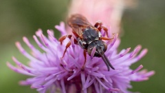 Pasites maculatus