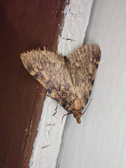 Aglossa pinguinalis