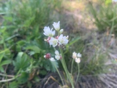 Allium geyeri tenerum