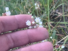 Allium geyeri tenerum