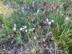 Allium geyeri tenerum